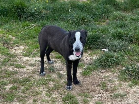 Adotta un cane, taglia media, femmina, Vibo