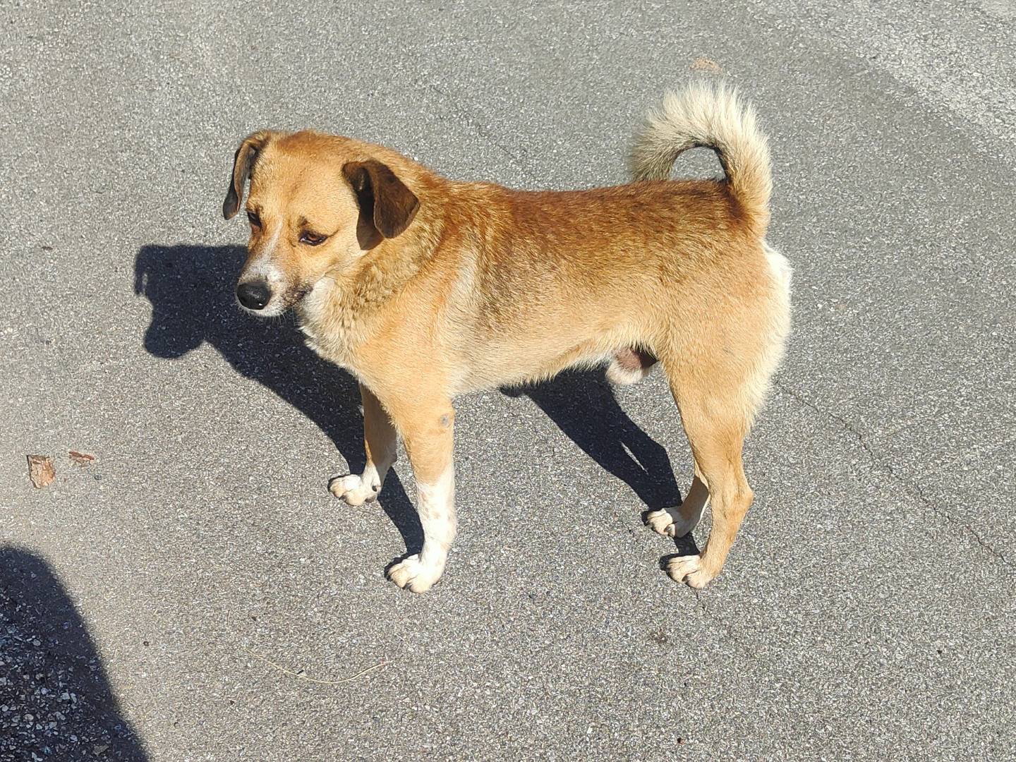 Vuoi adottare un cane a Vibo?
