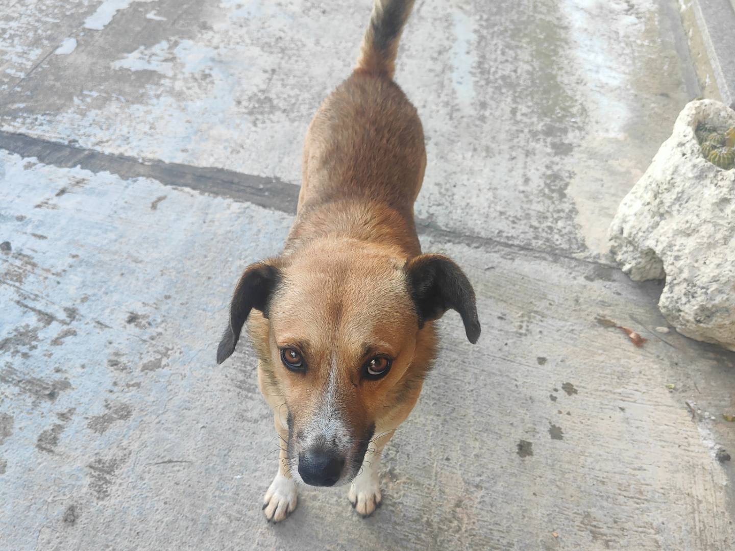 Adotta un cane, taglia piccola, maschio, Vibo