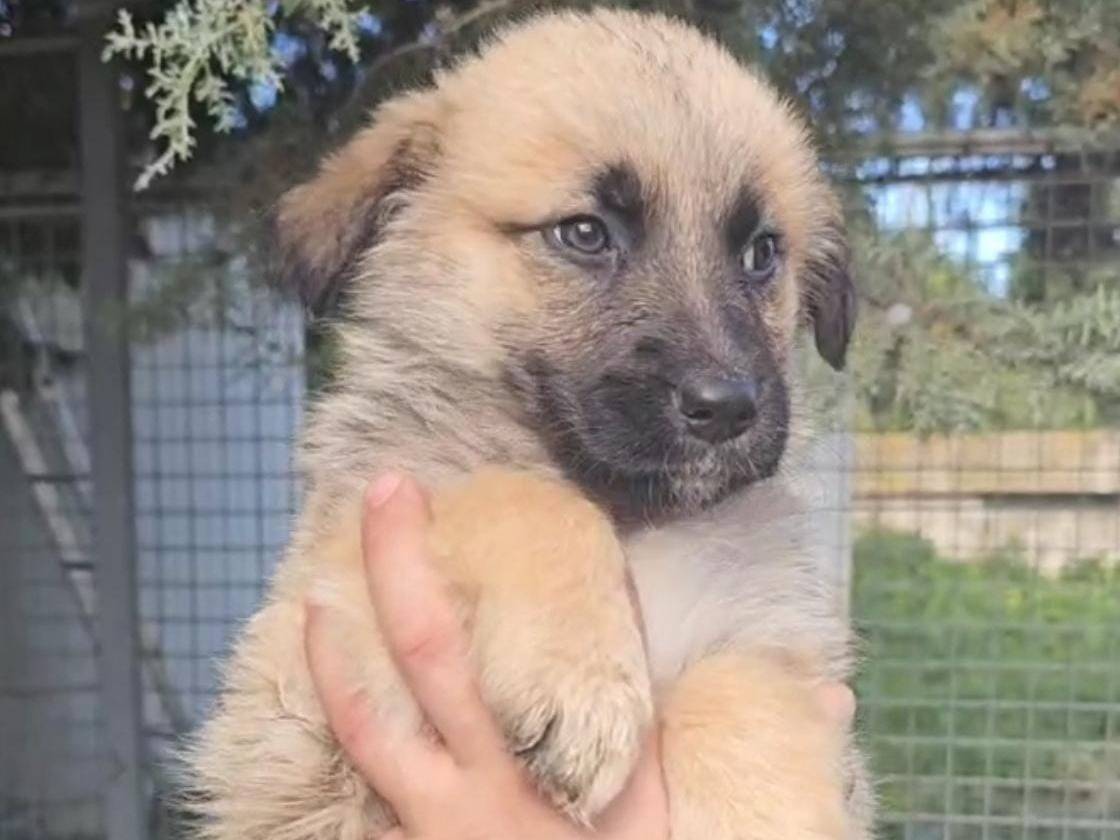 Vuoi adottare un cane a Catania?