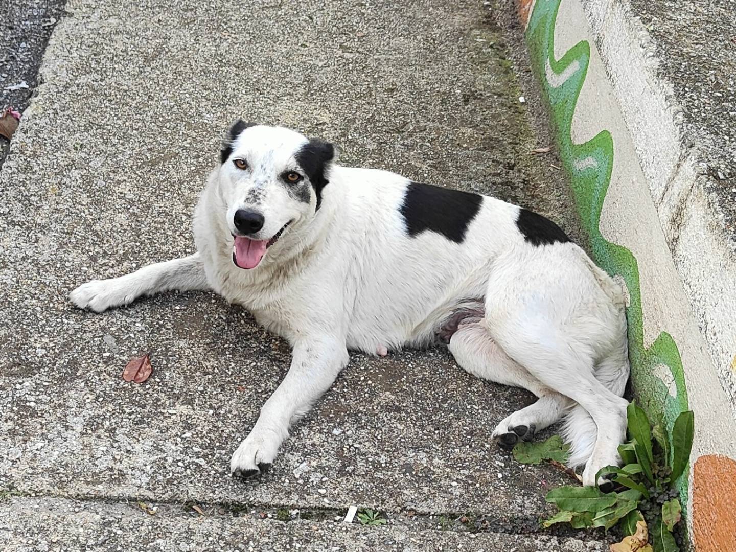 Vuoi adottare un cane a Vibo?