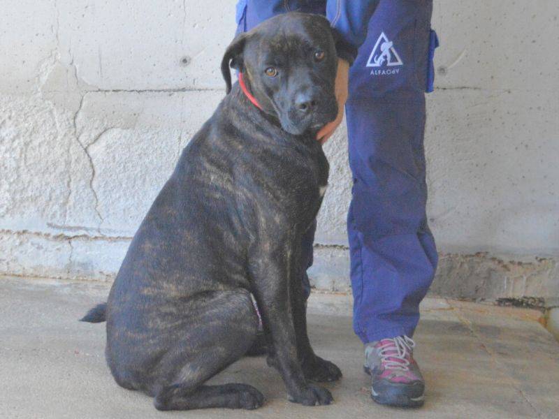Adotta un cane, maschio, 1 anno e 11 mesi , Roma