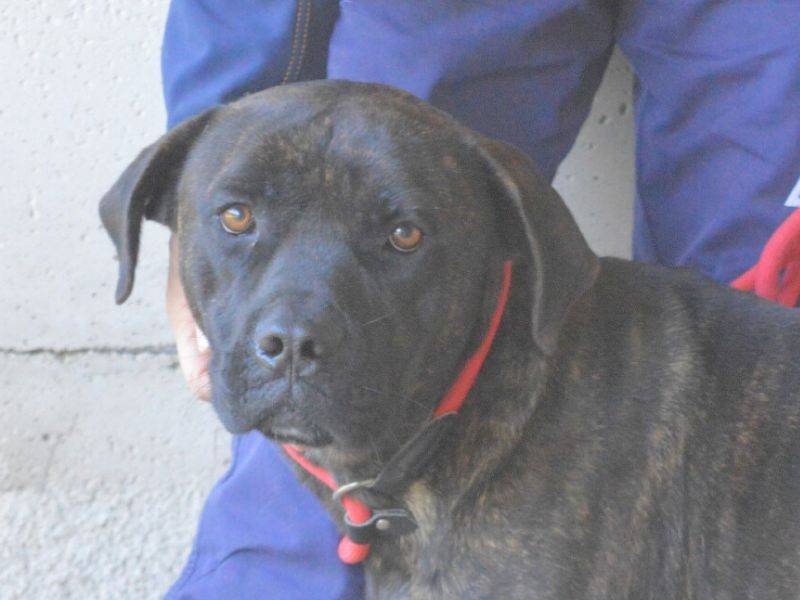 Adotta il cane Martinus a Roma