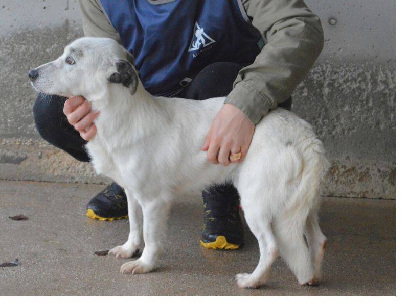 Foto dell'animale