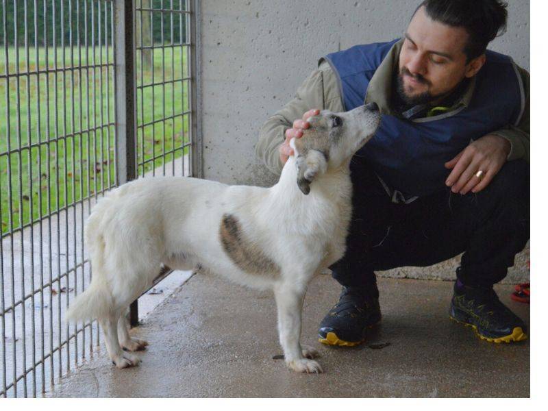 Adotta un cane, maschio, 4 anni  e 2 mesi , Roma
