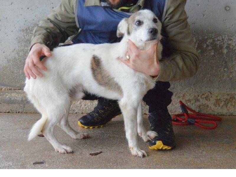 Adotta un cane, taglia piccola, maschio, Roma