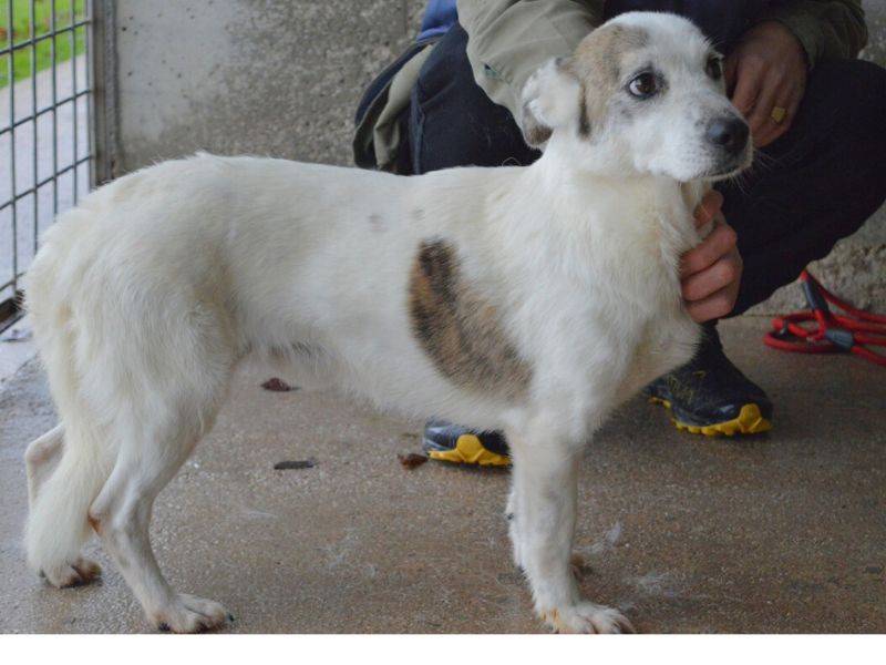 Vuoi adottare un cane a Roma?