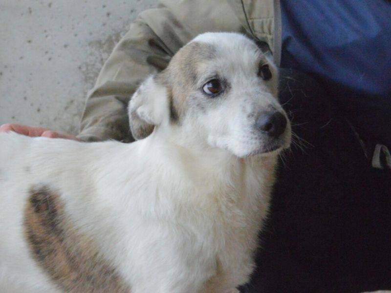Adotta il cane Julietto a Roma