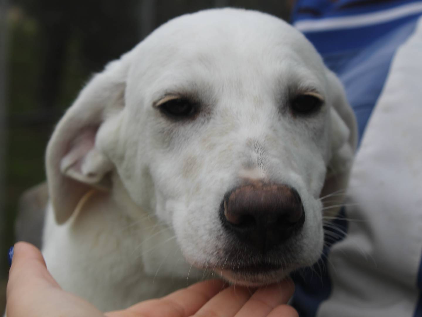 Adotta un cane, taglia media, maschio, Agrigento