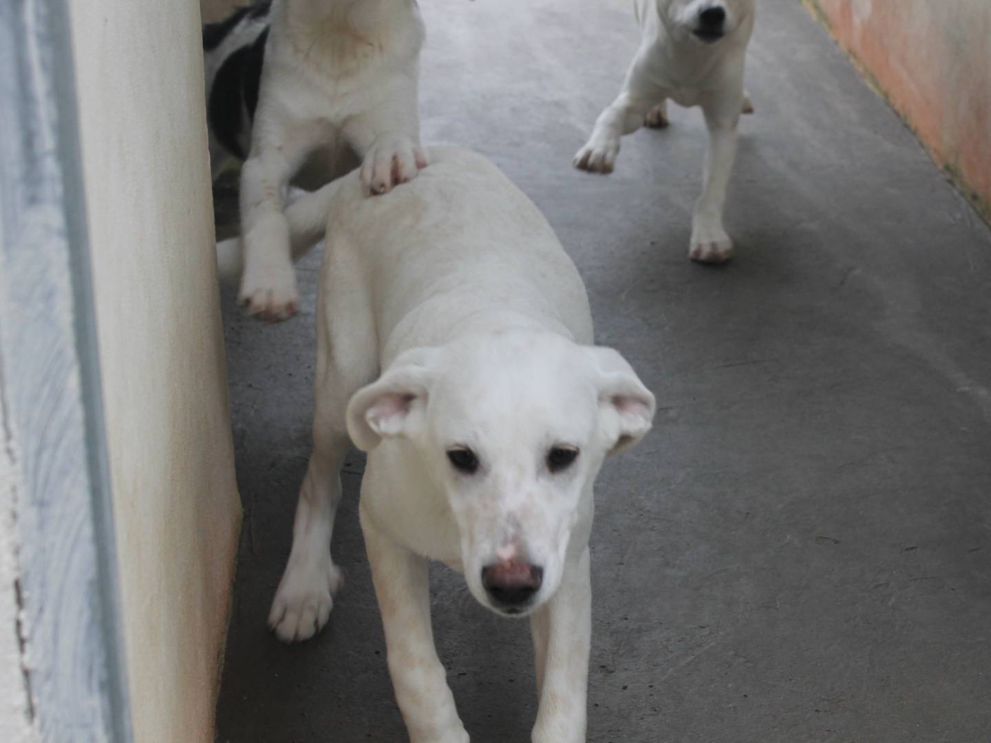 Vuoi adottare un cane a Agrigento?