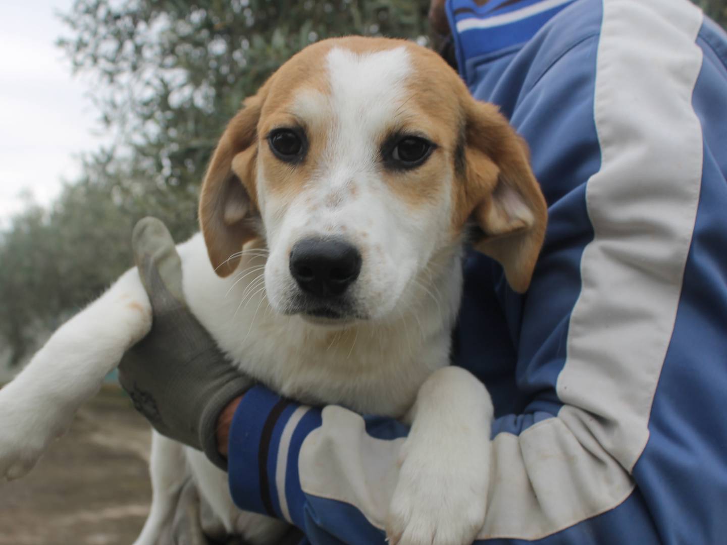 Foto dell'animale