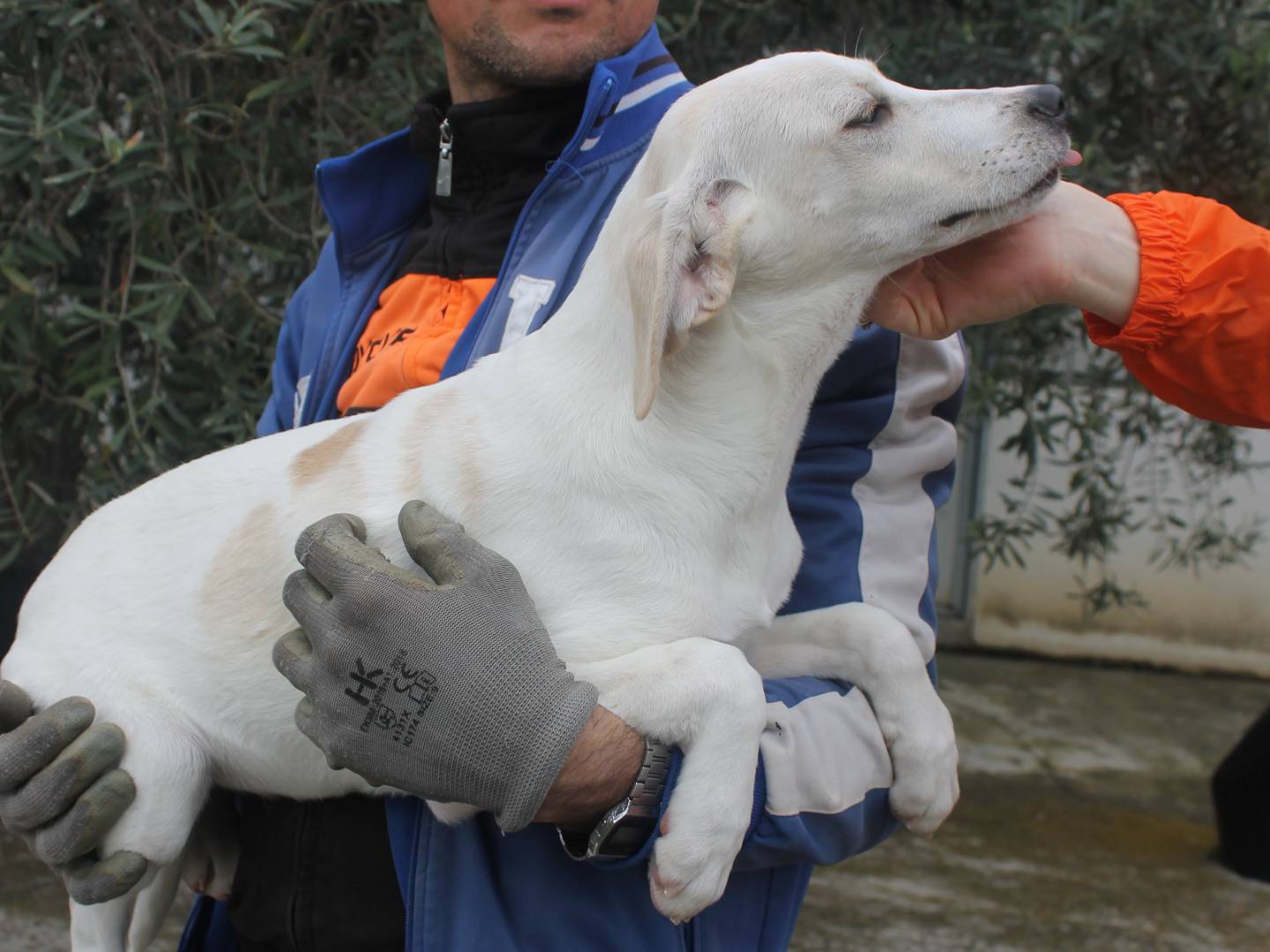 Adotta un cane, femmina, 7 mesi, Agrigento