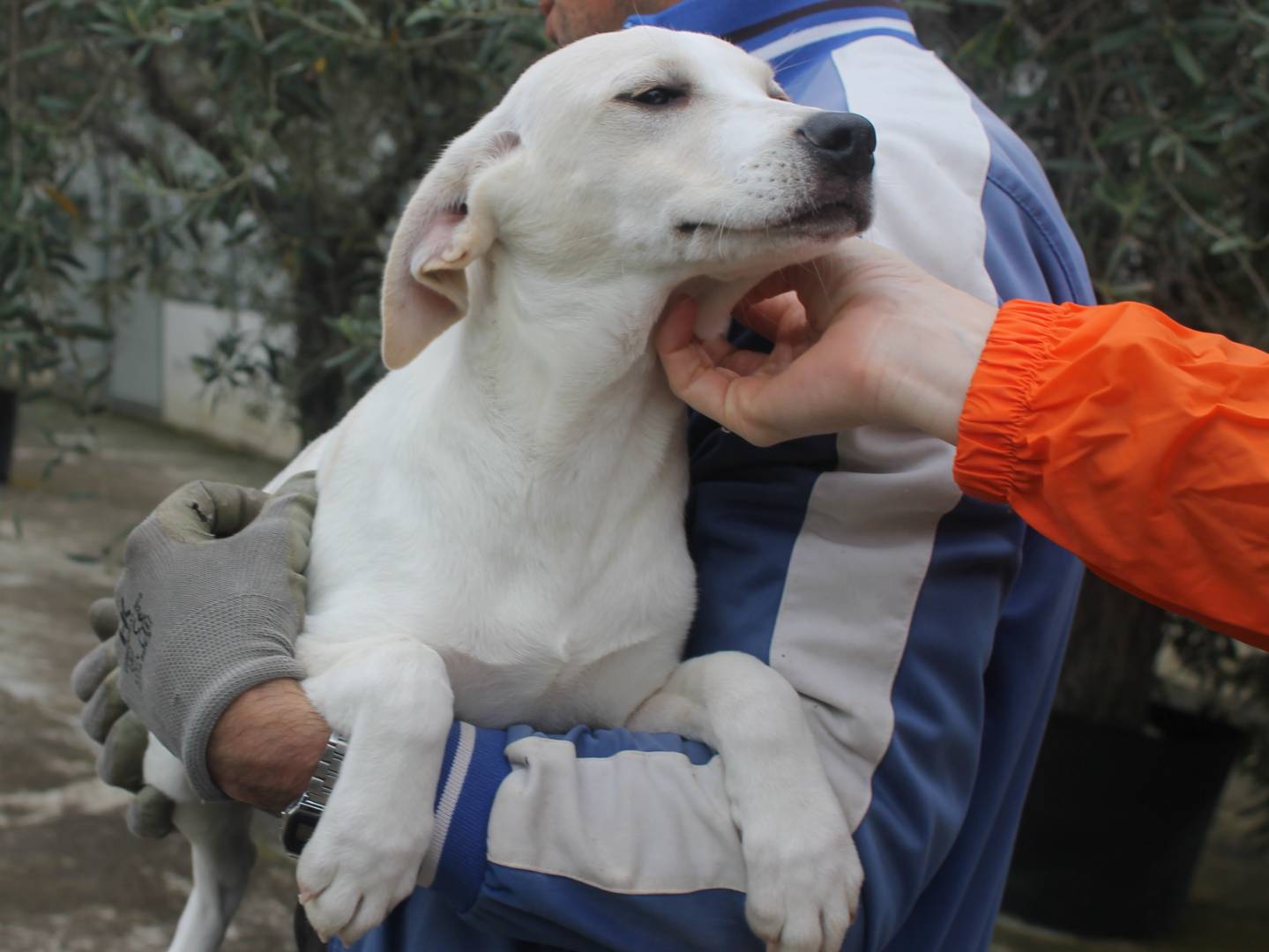 Adotta un cane, taglia media, femmina, Agrigento