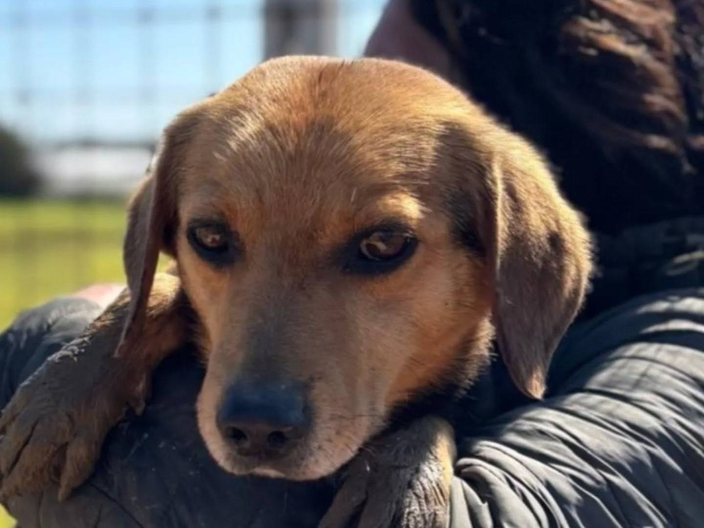 Adotta un cane, maschio, 6 anni  e 4 mesi , Latina
