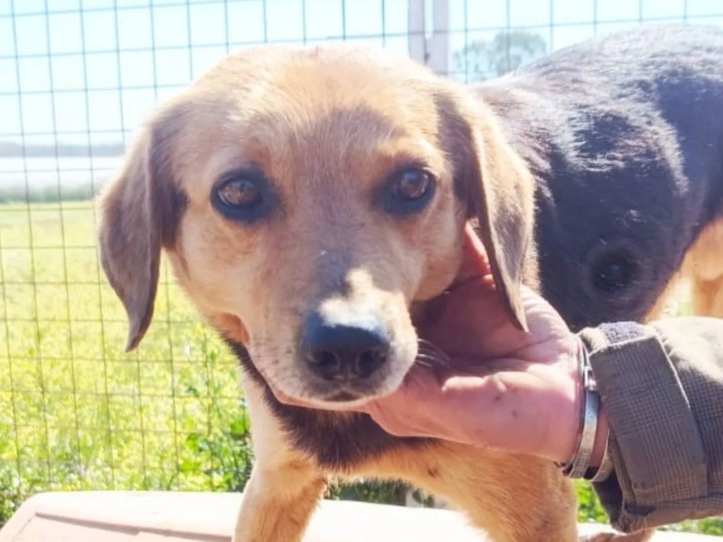 Adotta un cane, taglia media contenuta, maschio, Latina