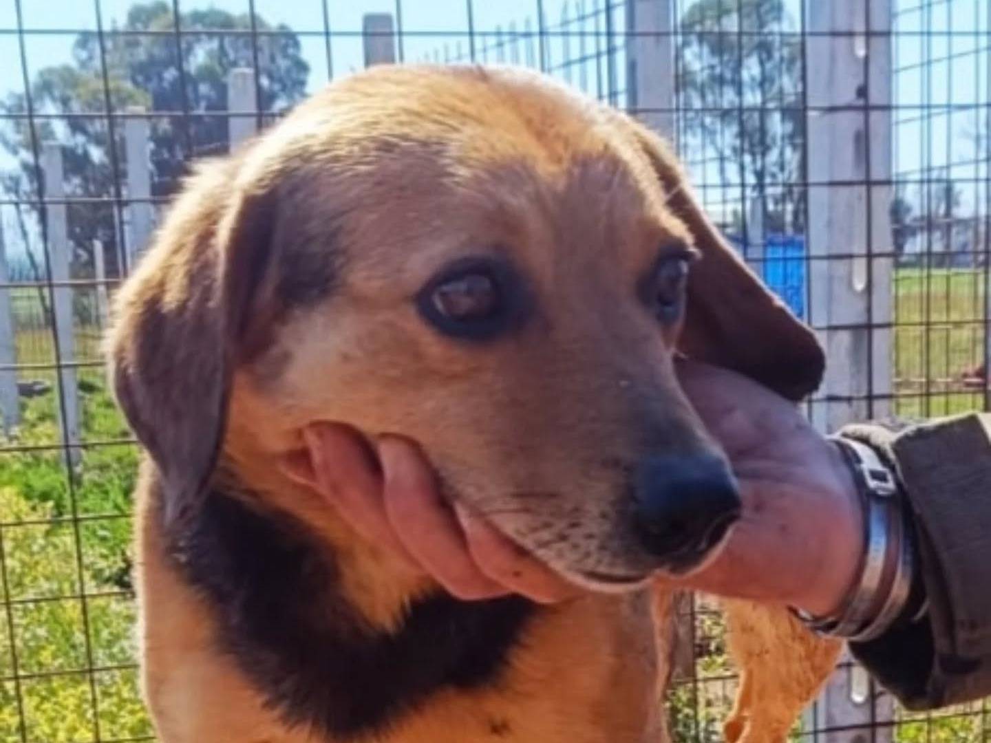 Vuoi adottare un cane a Latina?