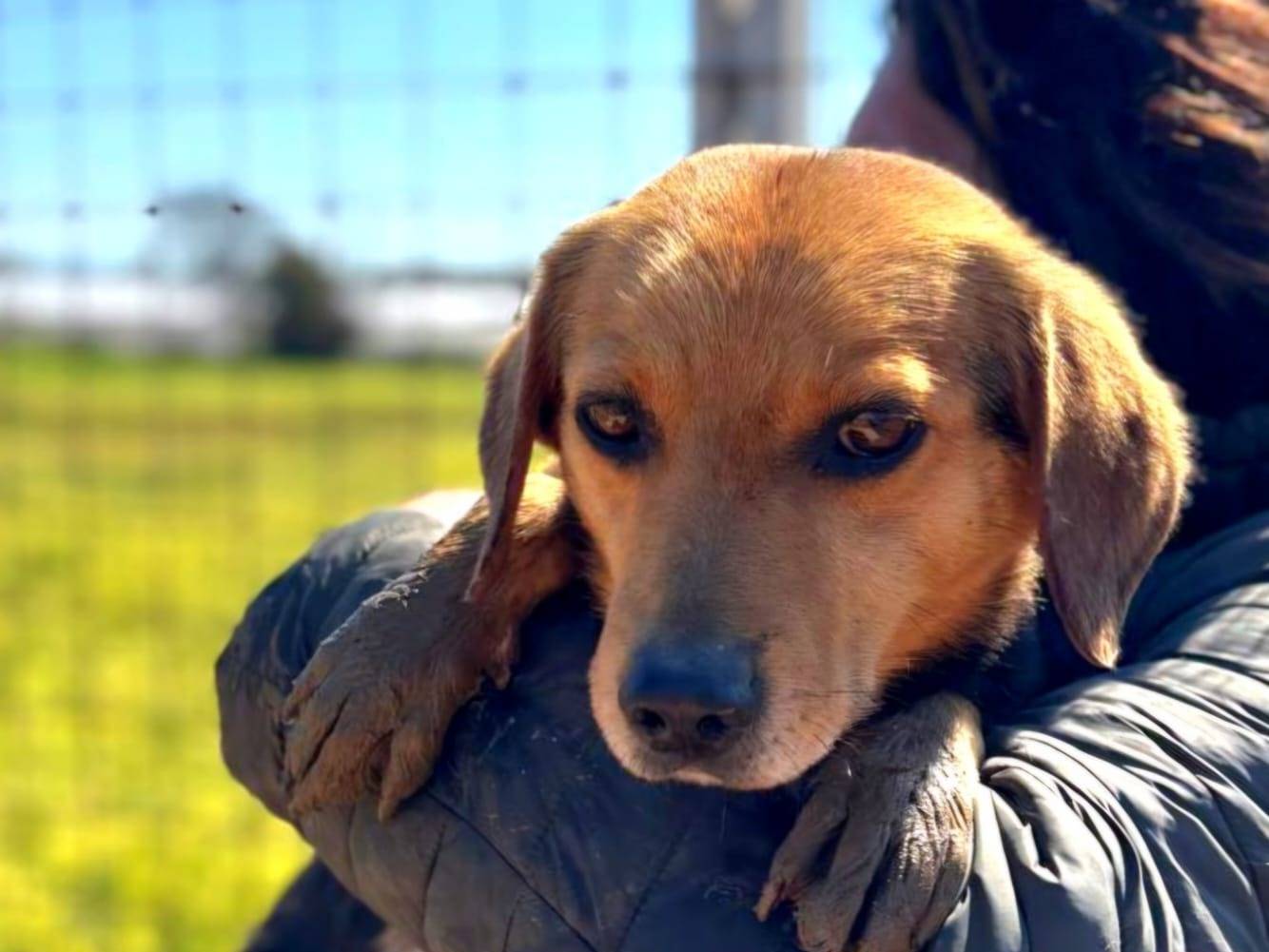 Adotta il cane FILIPPO a Latina