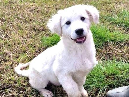 Adozione cane, maschio, Razza sconosciuta Pastore maremmano, 4 mesi, taglia media, Latina