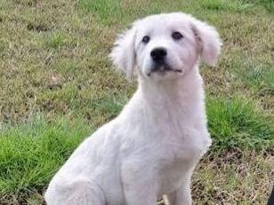 Adotta un cane, maschio, 4 mesi, Latina