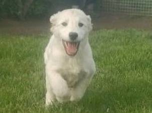 Adotta un cane, taglia media, maschio, Latina