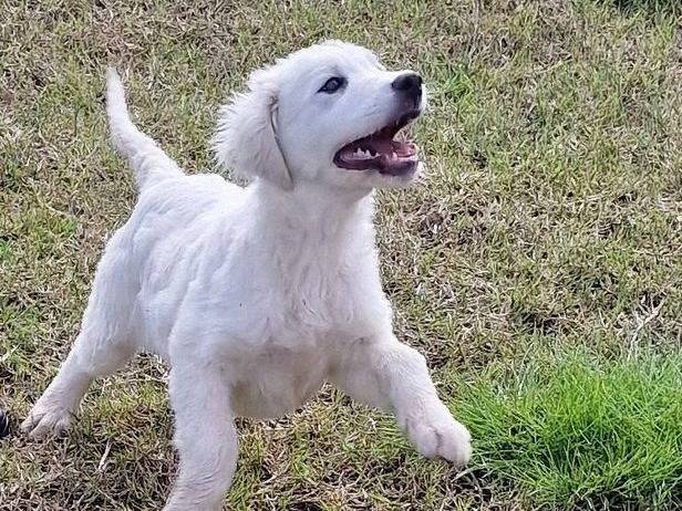 Vuoi adottare un cane a Latina?