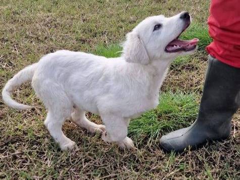 Adotta il cane Jerry a Latina