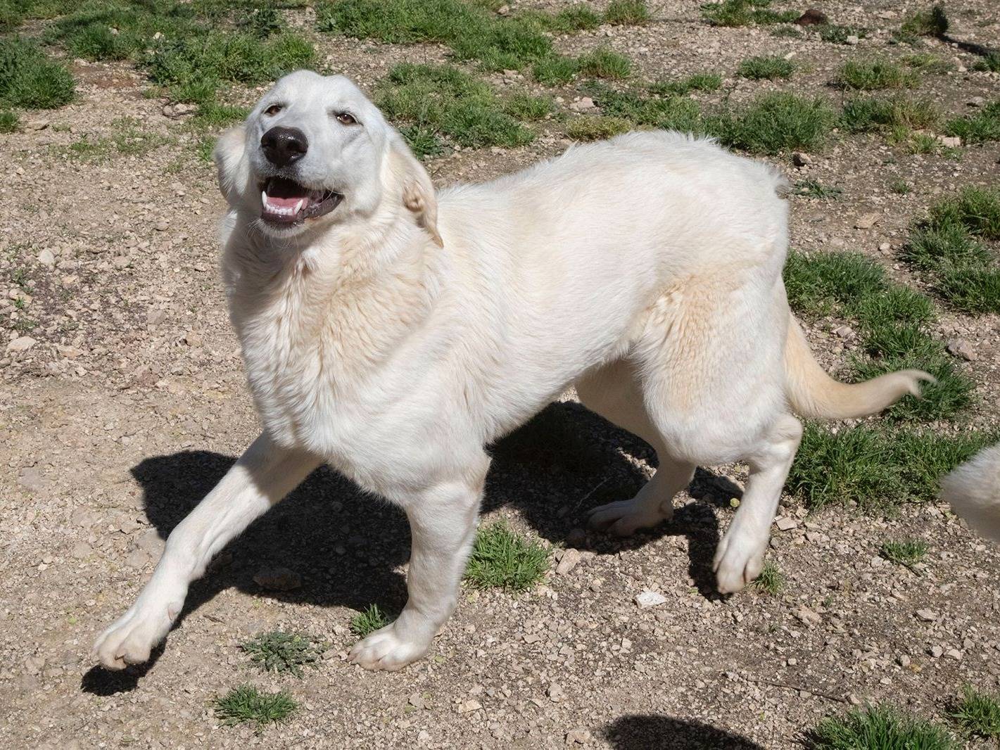 Adotta un cane, femmina, 1 anno, Frosinone