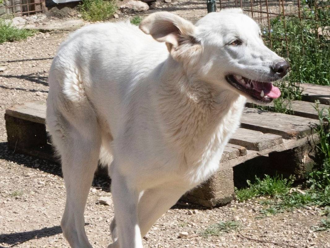 Adotta un cane, taglia grande, femmina, Frosinone