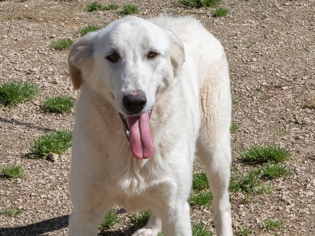 Vuoi adottare un cane a Frosinone?