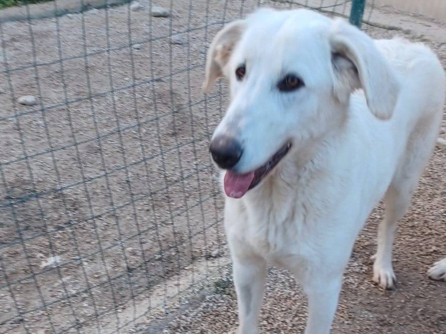 Adotta il cane ZULEYA a Frosinone
