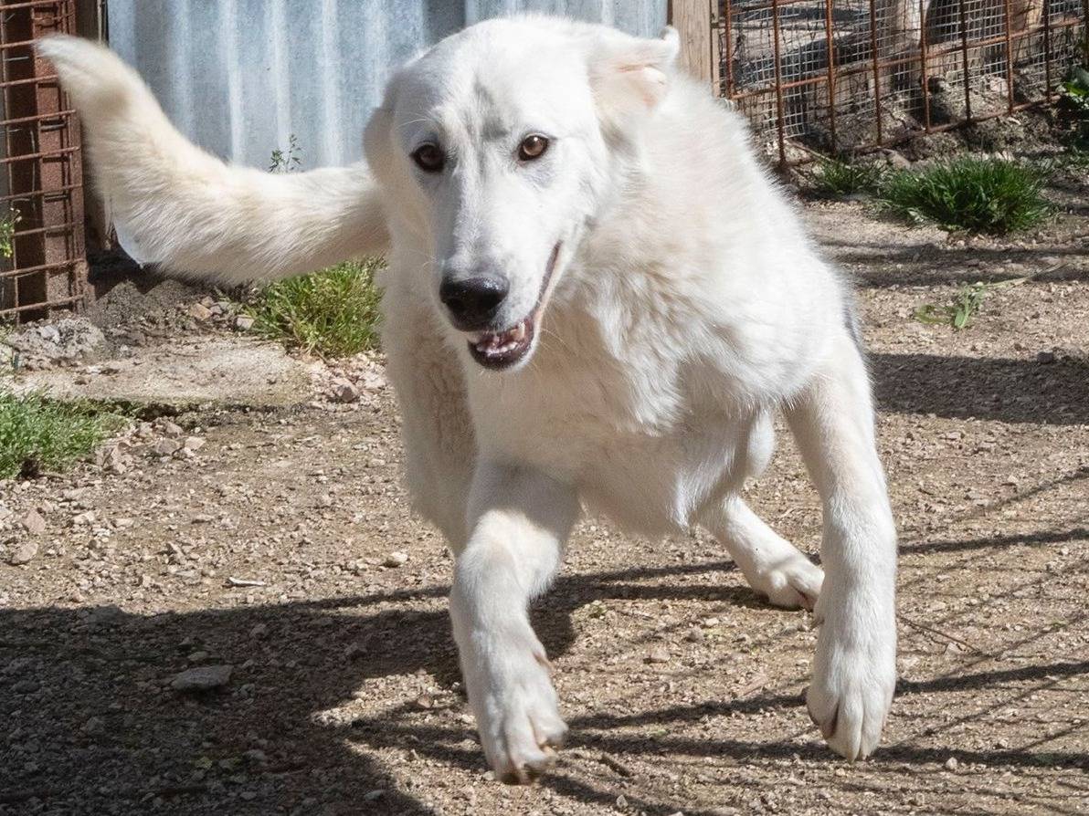 Foto dell'animale