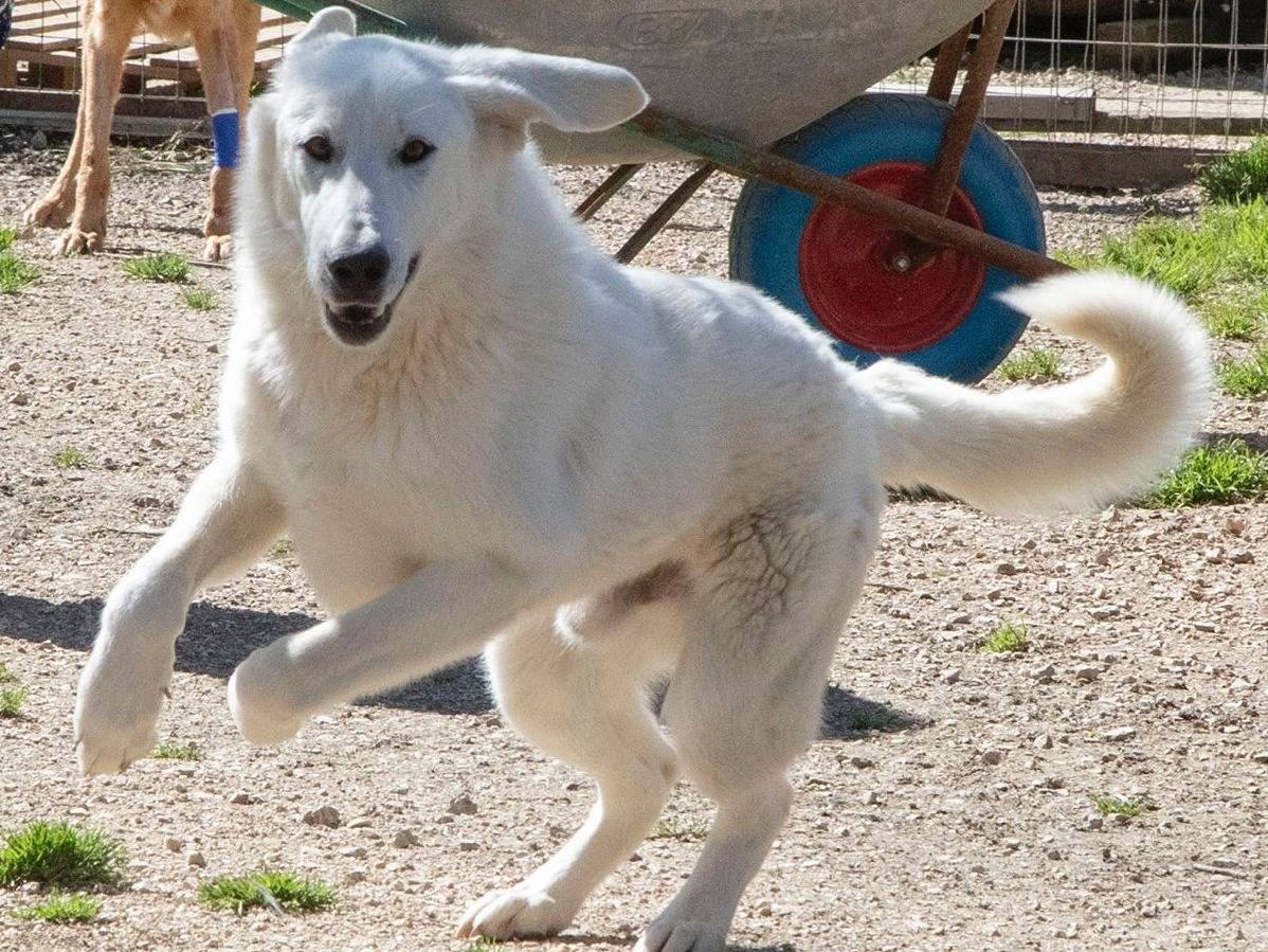 Adotta un cane, maschio, 1 anno e 2 mesi , Frosinone