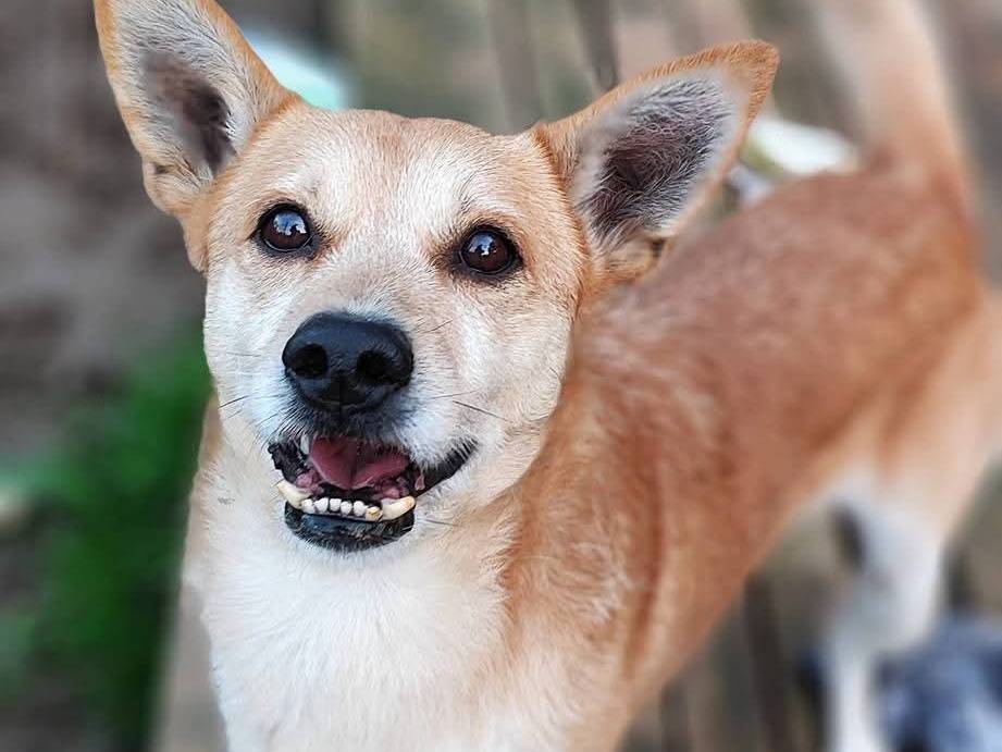 Adotta il cane Ulisse a Como