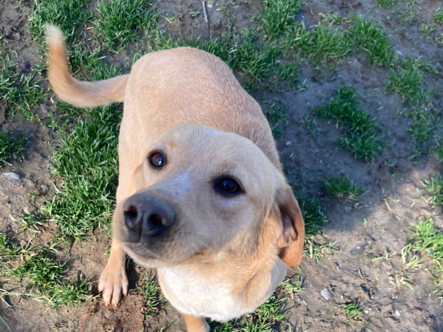 Adotta un cane, femmina, 2 anni  e 3 mesi , Lecco