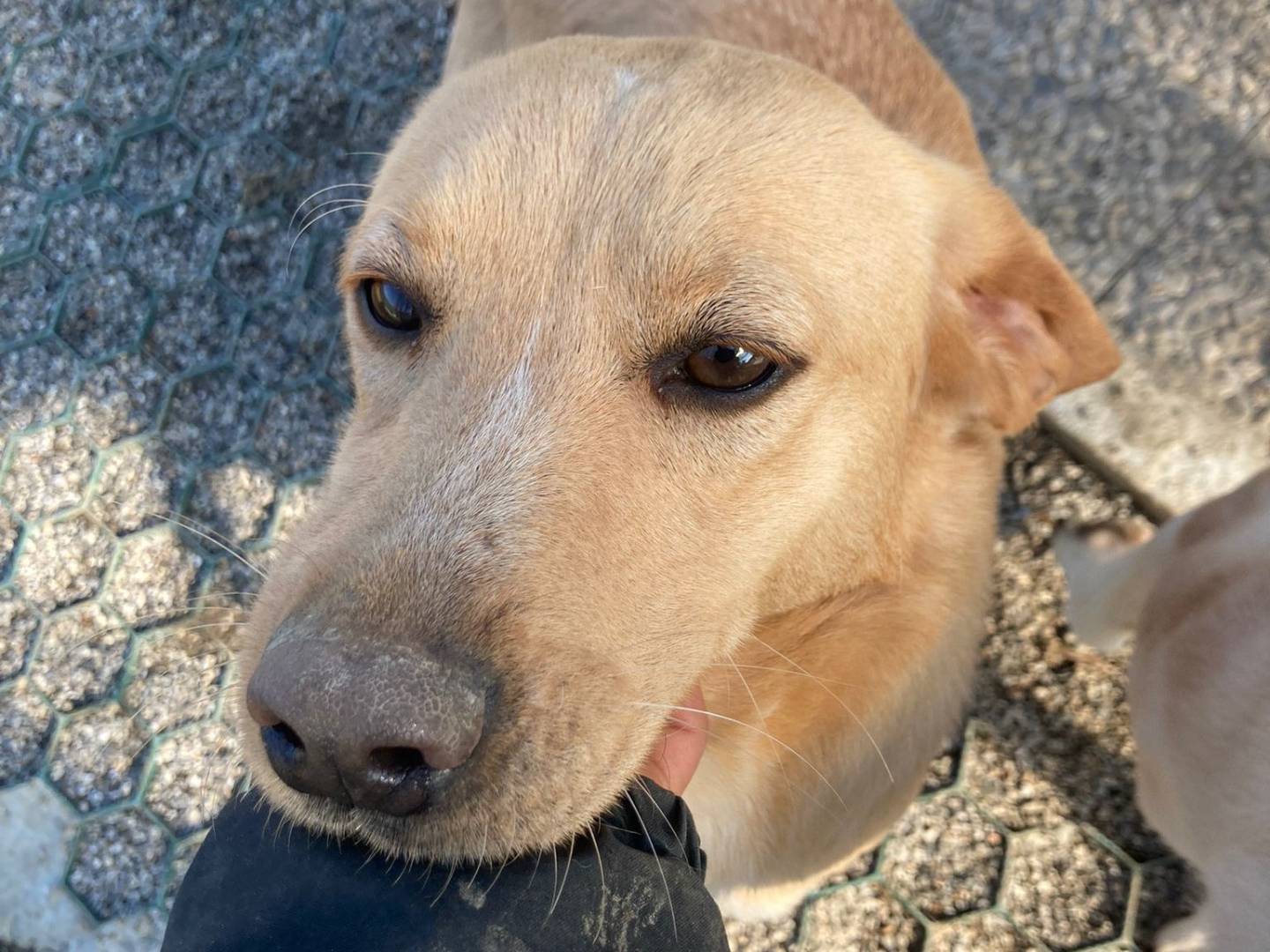 Adotta un cane, taglia media contenuta, femmina, Lecco