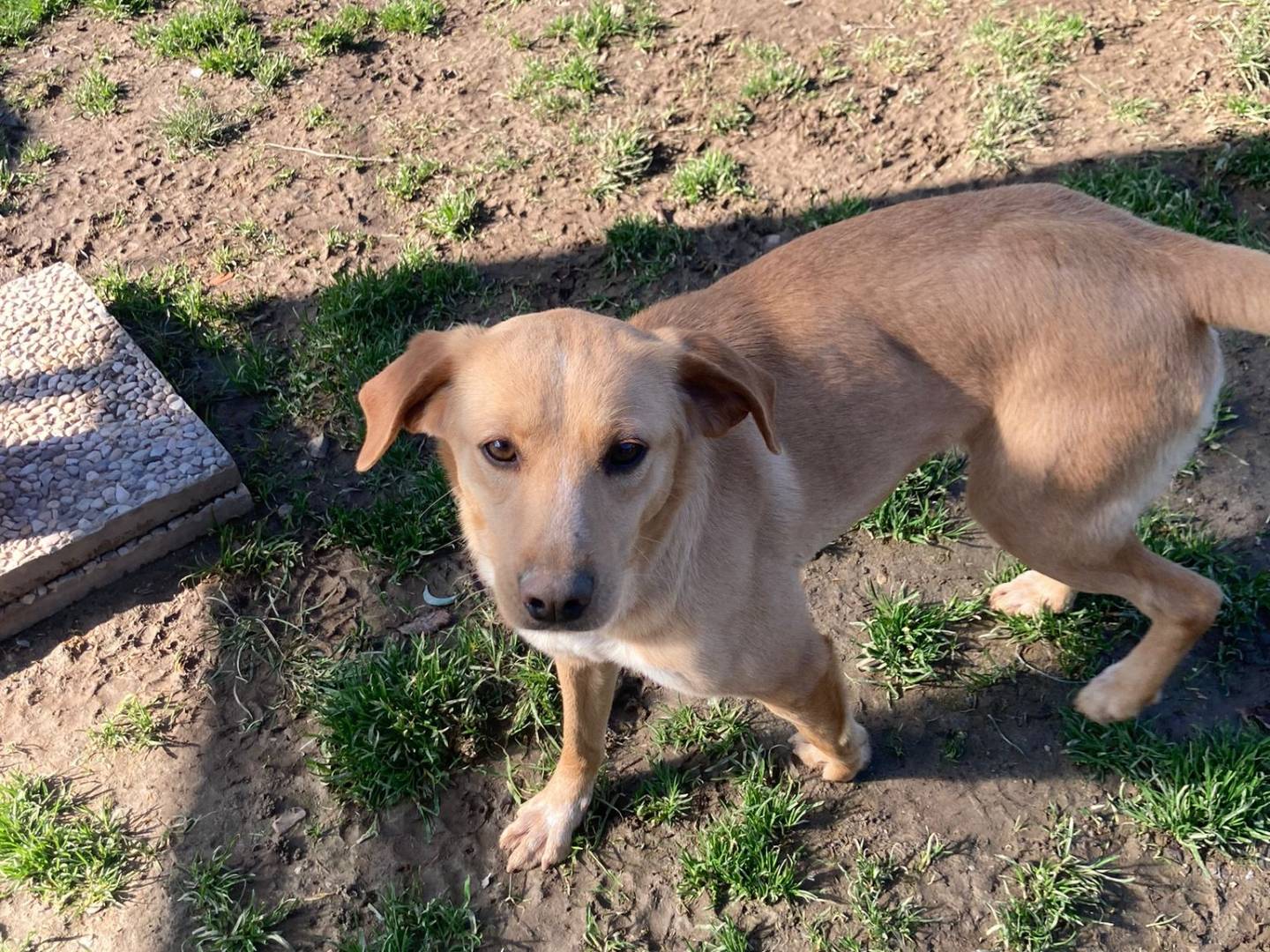Vuoi adottare un cane a Lecco?