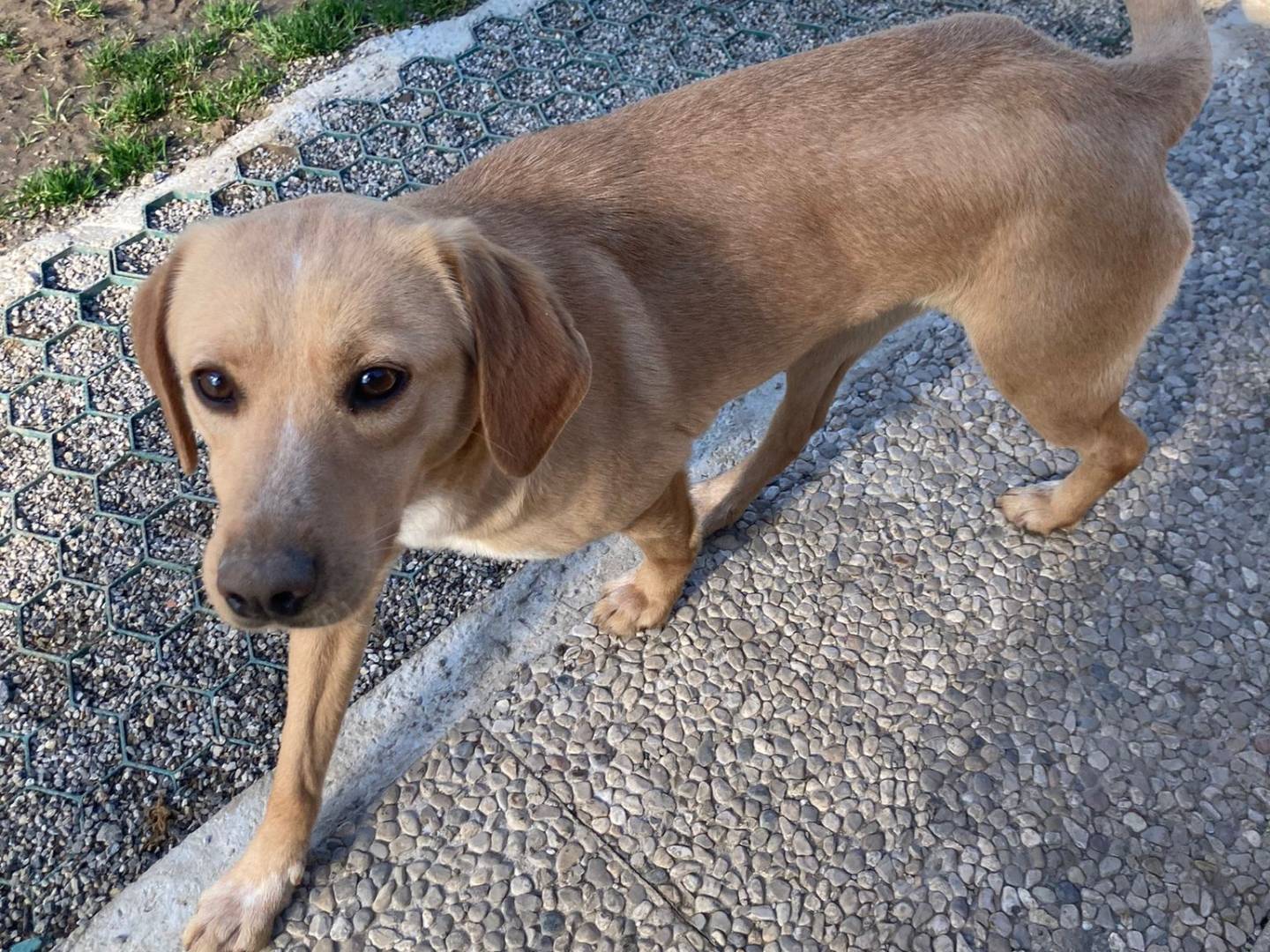 Adotta il cane Malva  a Lecco