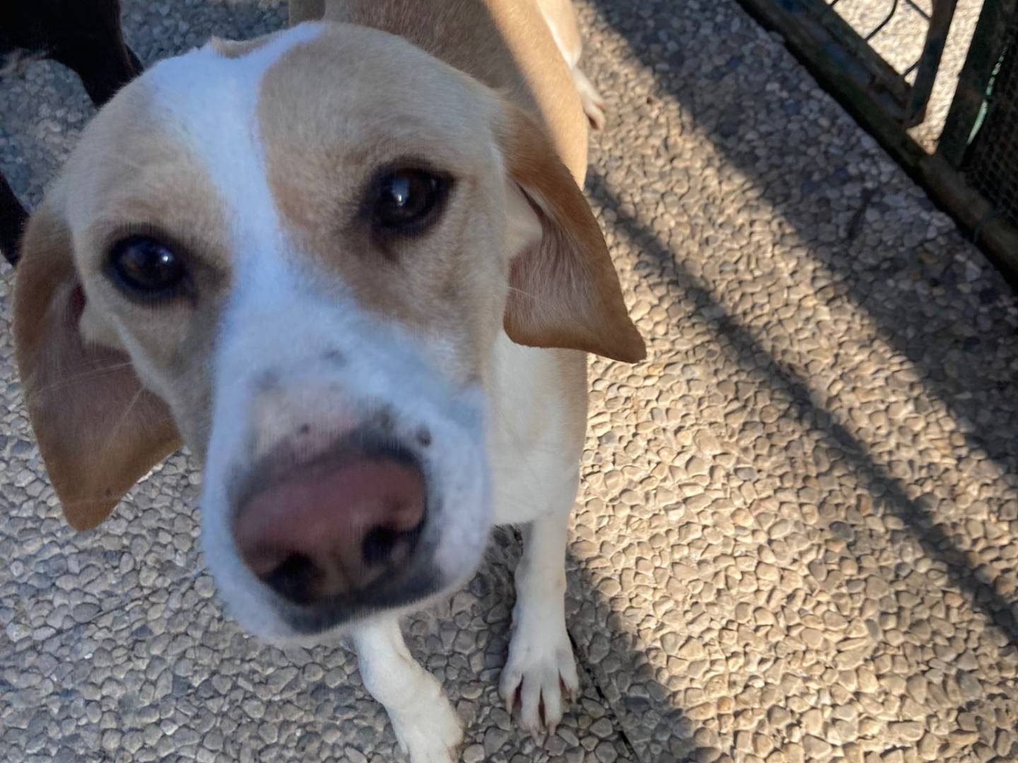 Adotta un cane, taglia media contenuta, femmina, Lecco