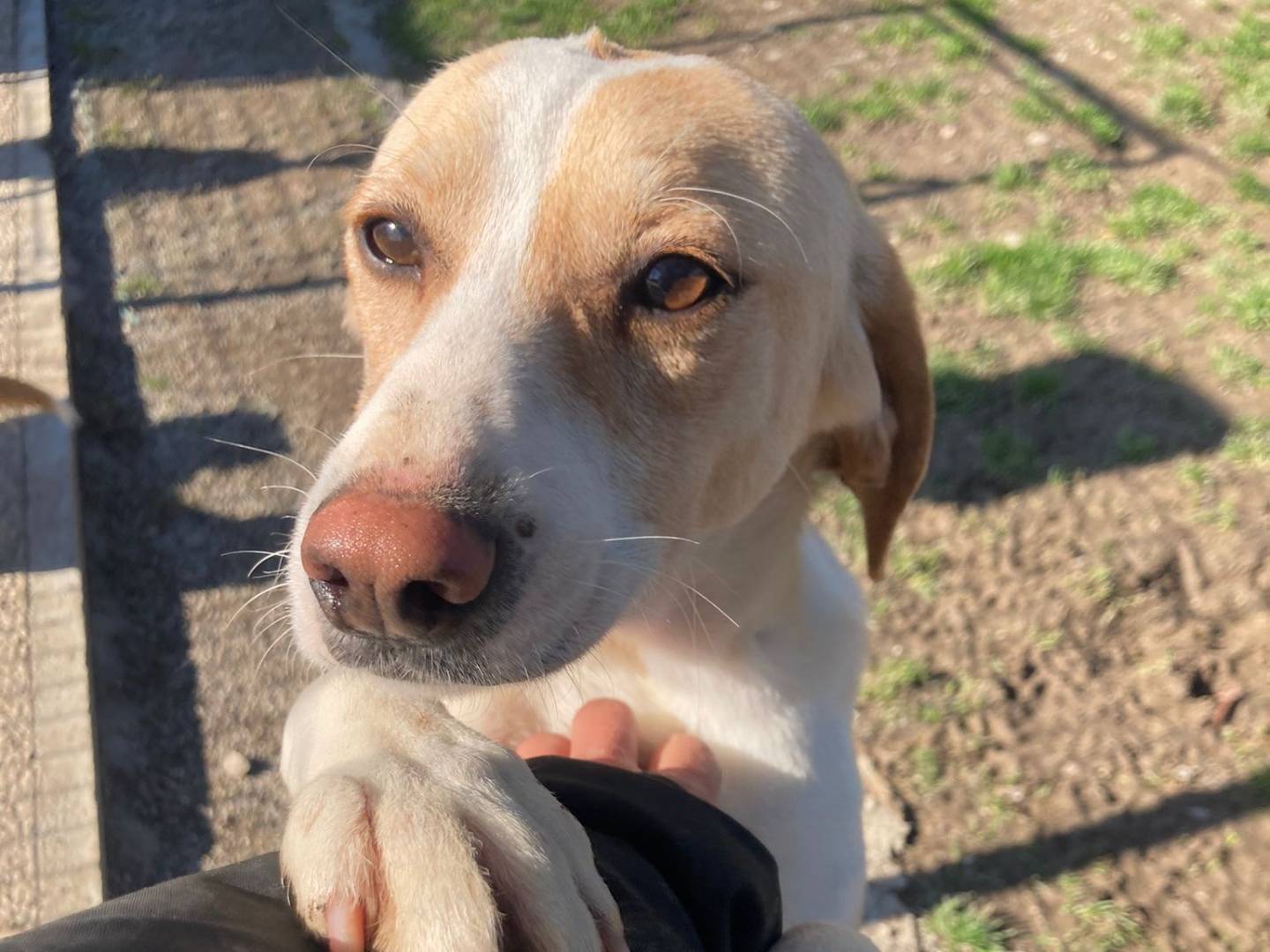 Vuoi adottare un cane a Lecco?