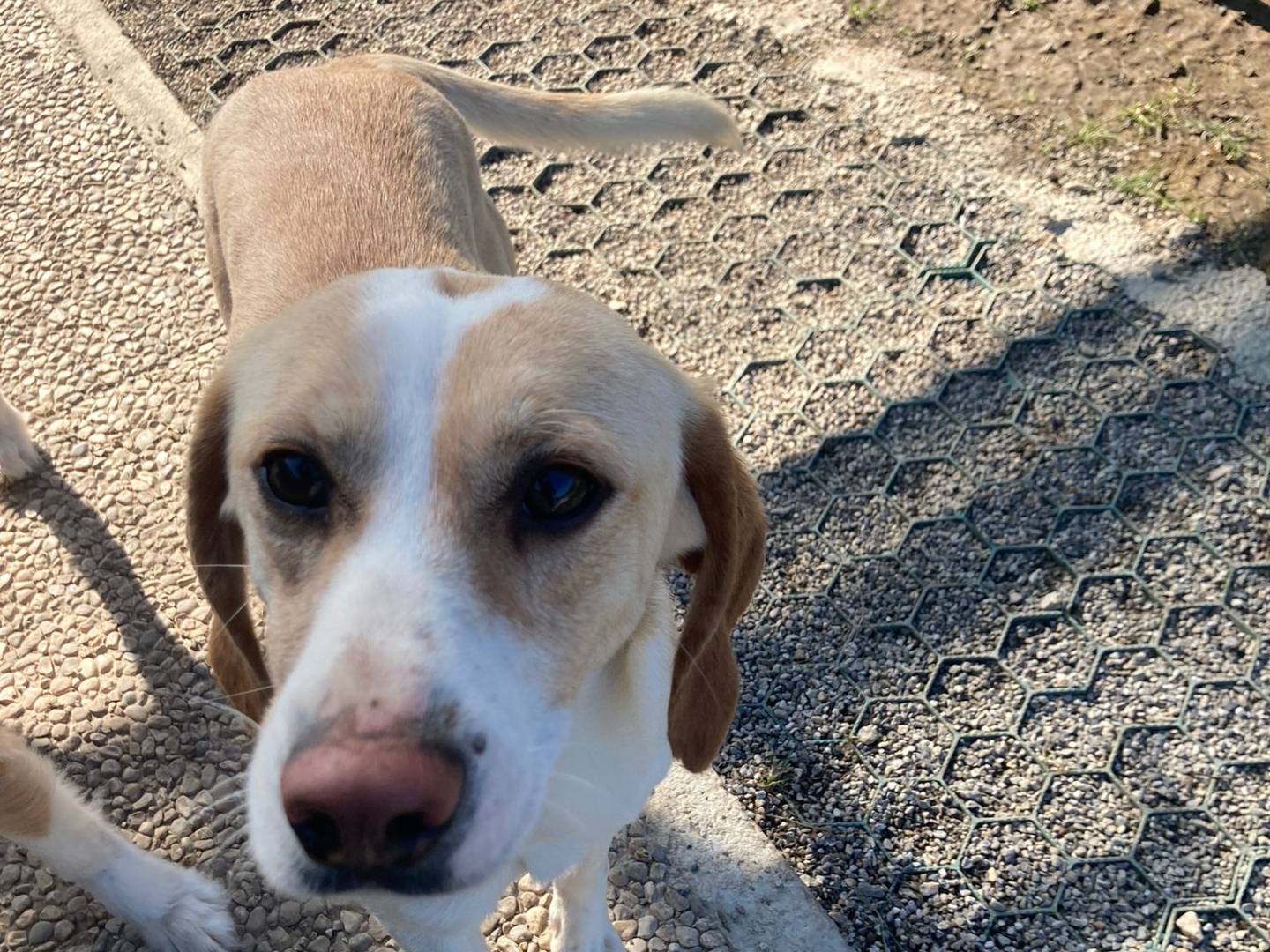 Adotta il cane Scintilla  a Lecco