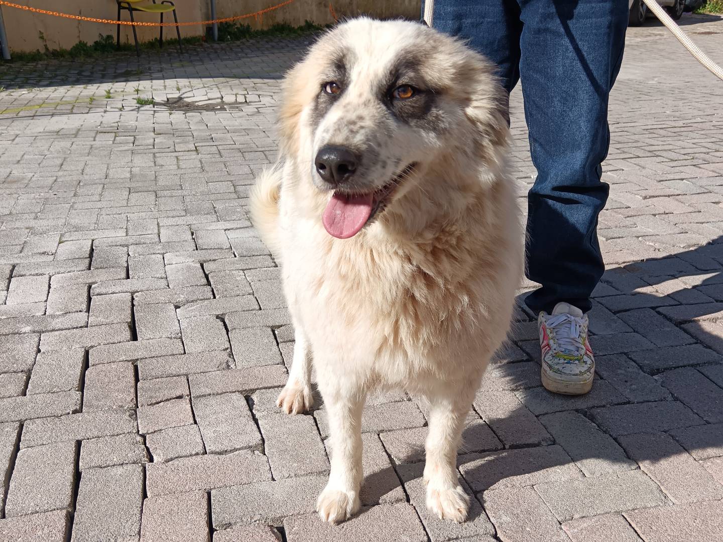Adotta un cane, femmina, 1 anno e 3 mesi , Roma