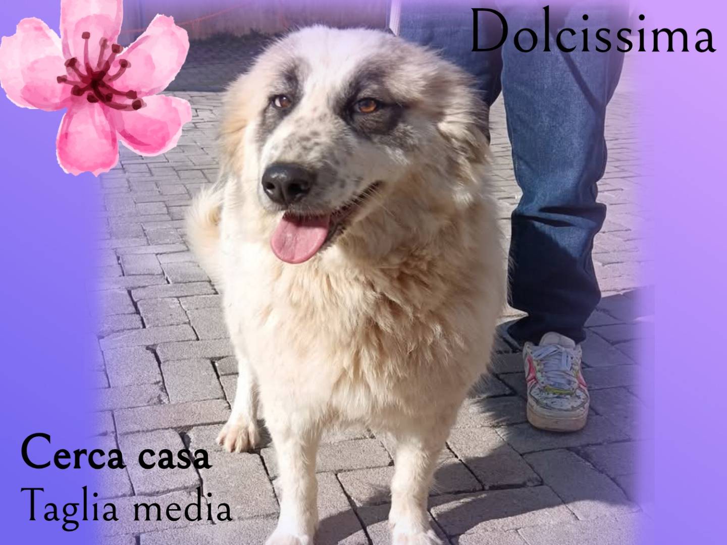 Adotta un cane, taglia media, femmina, Roma