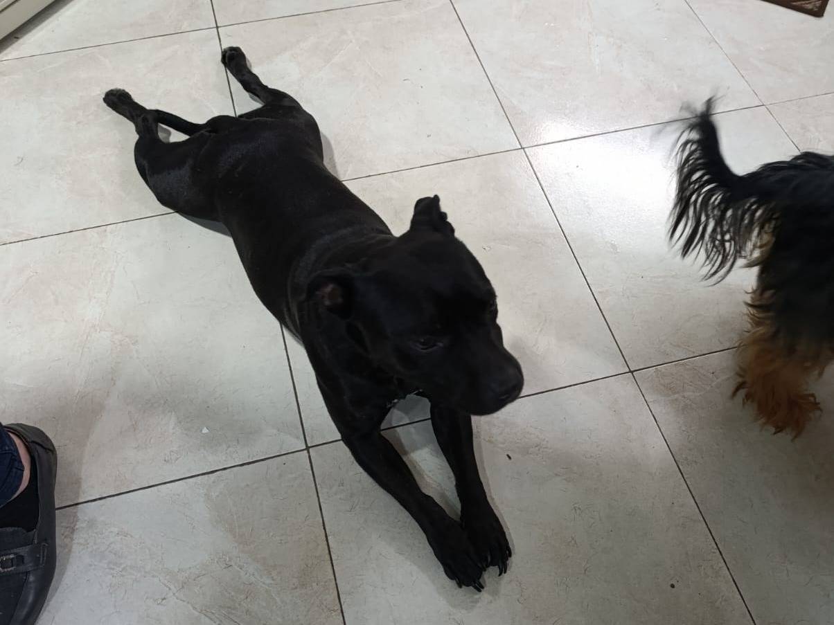 Adotta un cane, femmina, 3 anni  e 10 mesi , Messina