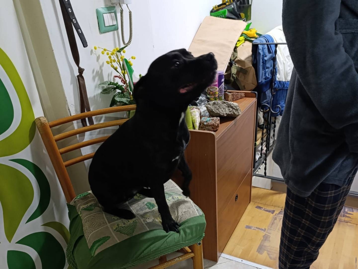 Adotta un cane, taglia media contenuta, femmina, Messina