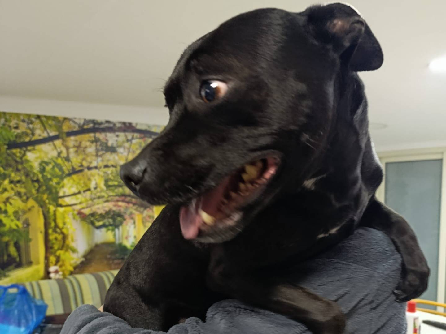Vuoi adottare un cane a Messina?
