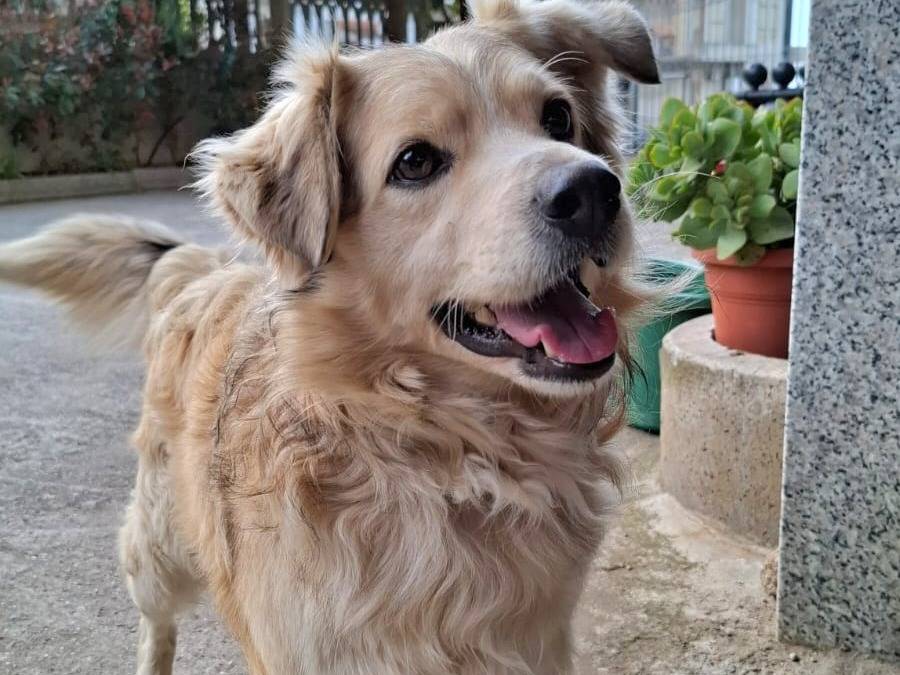 Foto dell'animale