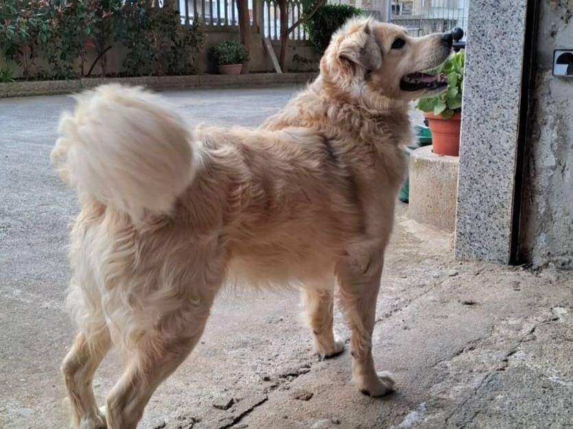 Adotta un cane, maschio, 6 anni  e 1 mese, Varese