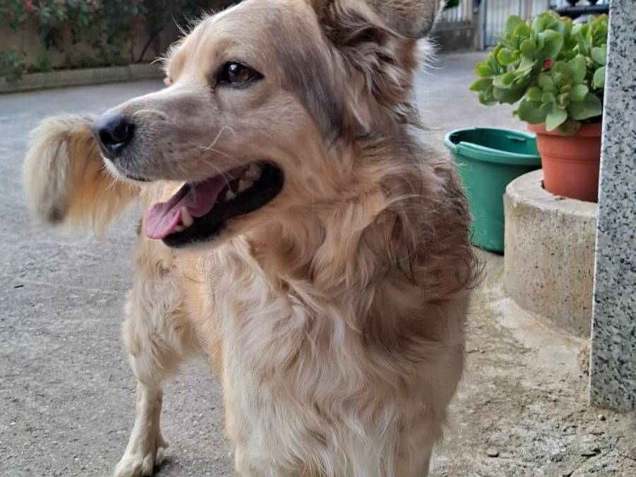 Adotta un cane, taglia media, maschio, Varese