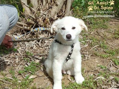 Adotta un cane, maschio, 4 mesi, Taranto