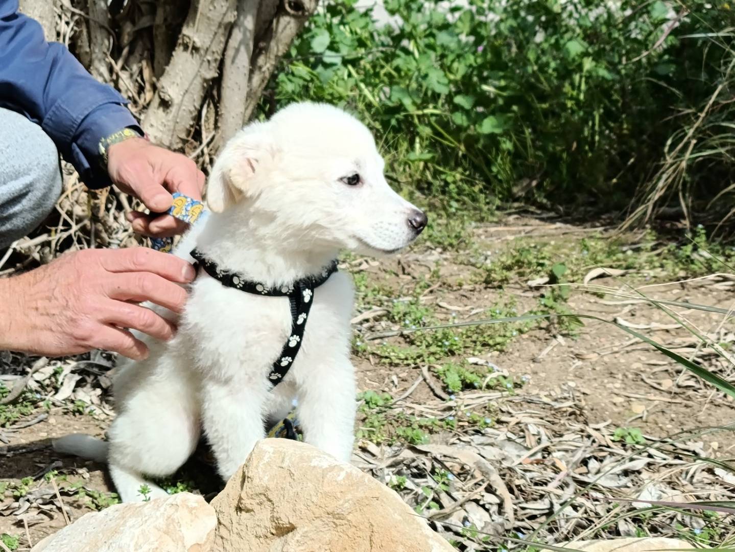 Adotta un cane, taglia media, maschio, Taranto